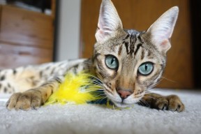 乐鱼电竞在线平台登录入口-季后赛是否普遍节奏偏慢以控制失误，季后赛会打多久