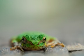 乐鱼体育-英超得分榜冠军：技巧与耐心的极致演绎，英超最高得分