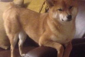 乐鱼体育平台app下载-女子国家队推动多地区集训提升战术理解统一性，女子队员