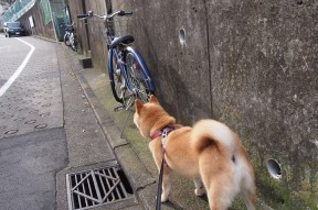 乐鱼体育App下载-乔·波尔曼带领袋鼠队打破防线，屡屡创造得分机会，乔治波尔