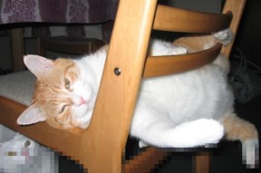 乐鱼体育登录-朱婷赛场动作精准展现高水平，朱婷最精彩的一场比赛视频