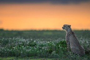 乐鱼app-世界杯万人空巷：足球盛宴掀起狂潮，世界杯足球赛如火如荼地进行