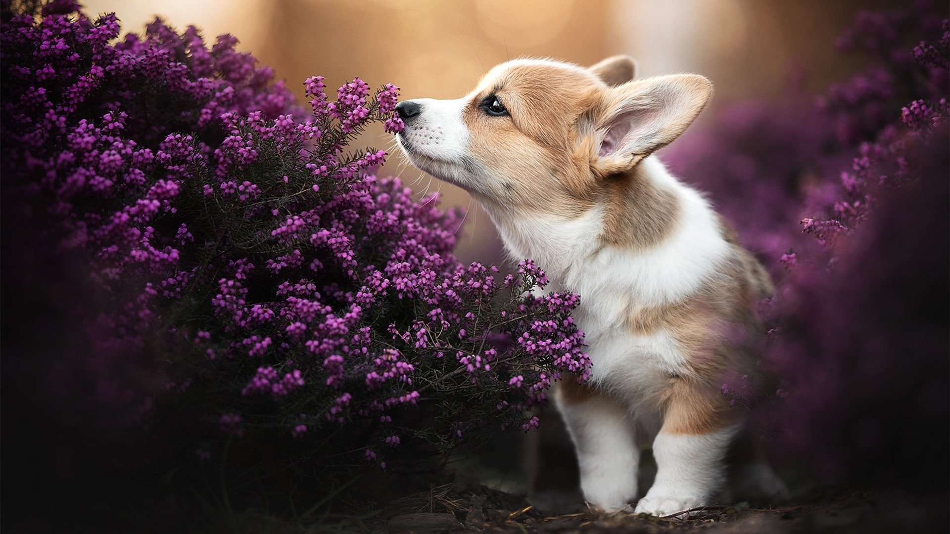 “武汉马拉松赛场,极速飞驰的新星即将诞生”