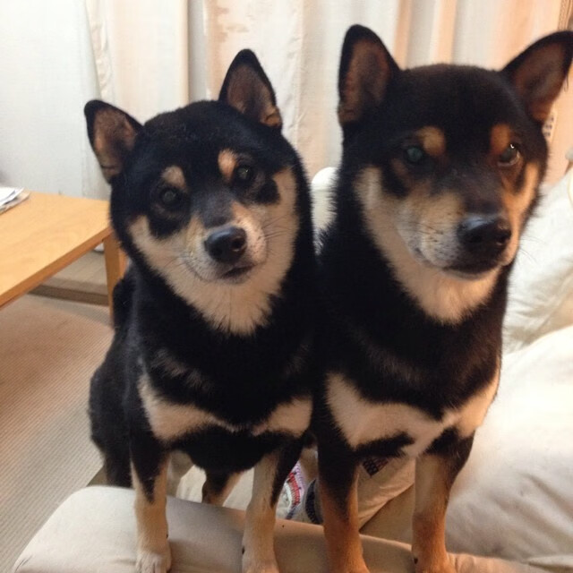 中国香港队团体赛制剖析:如何通过调整战略提升战术效果,香港队比赛