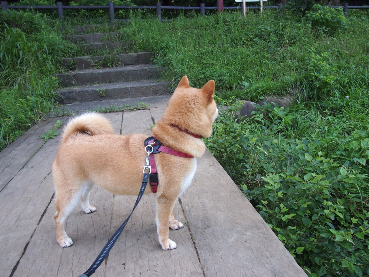 体育新闻中心构建体育赛事多渠道内容发布体系,大型体育赛事新闻运行的五大核心板块