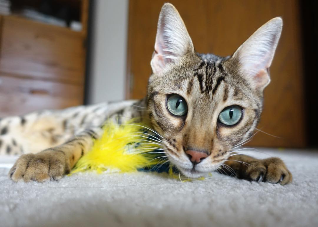 季后赛是否普遍节奏偏慢以控制失误,季后赛会打多久