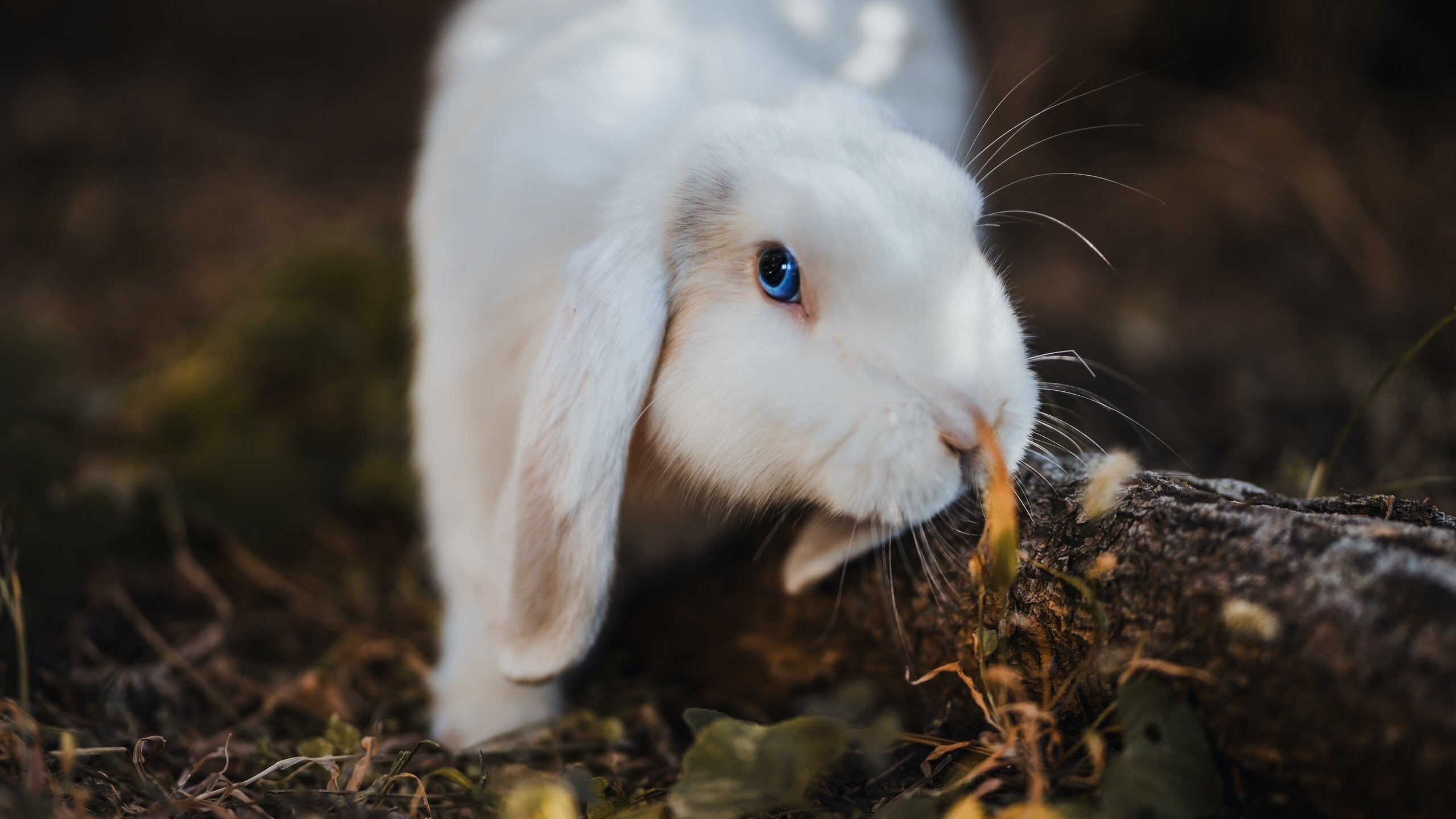 阿尔及利亚篮球跨项目多维发展趋势明显,阿尔及利亚体育场在建项目