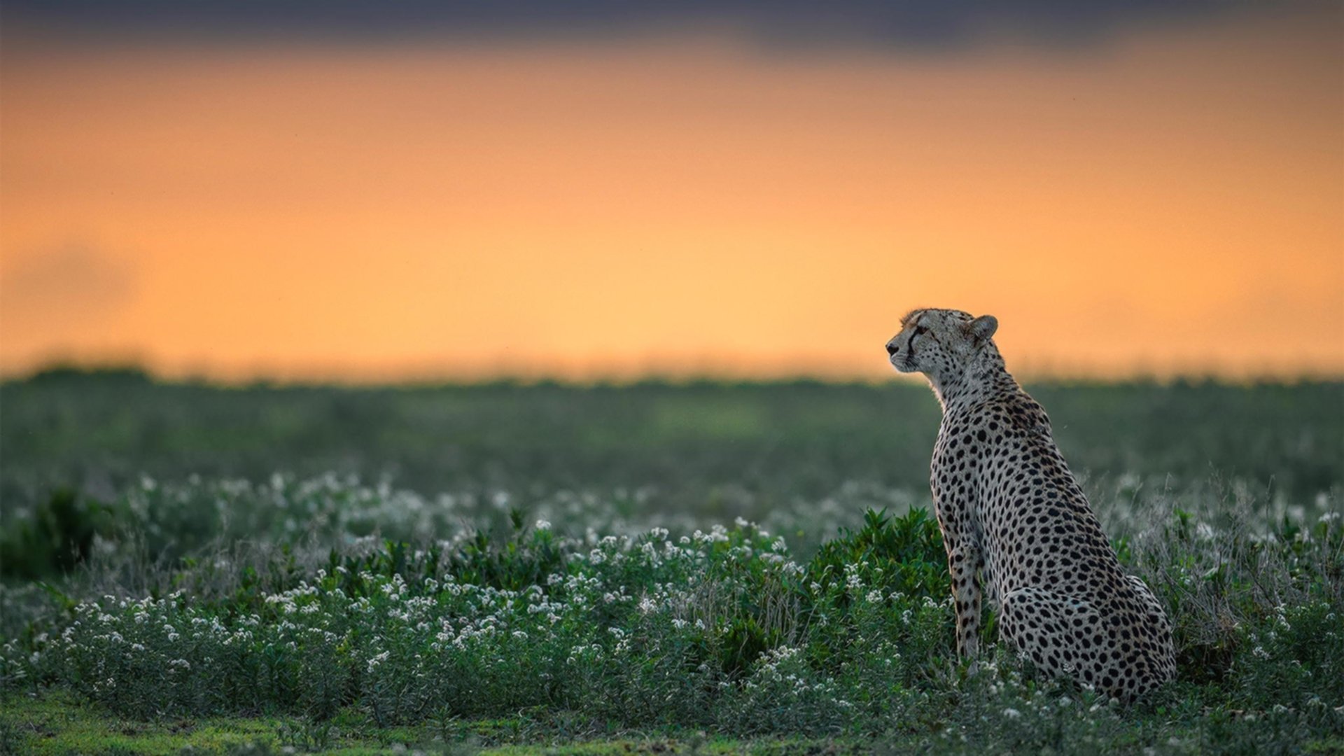 世界杯万人空巷:足球盛宴掀起狂潮,世界杯足球赛如火如荼地进行