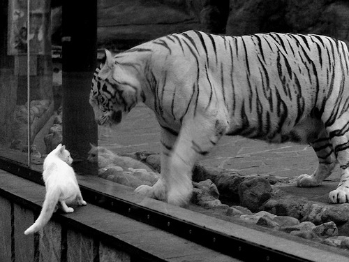 世界篮球联赛预选赛中,欧洲强队携手迎战,力争奥运入场券,2021篮球世界杯欧洲预选赛