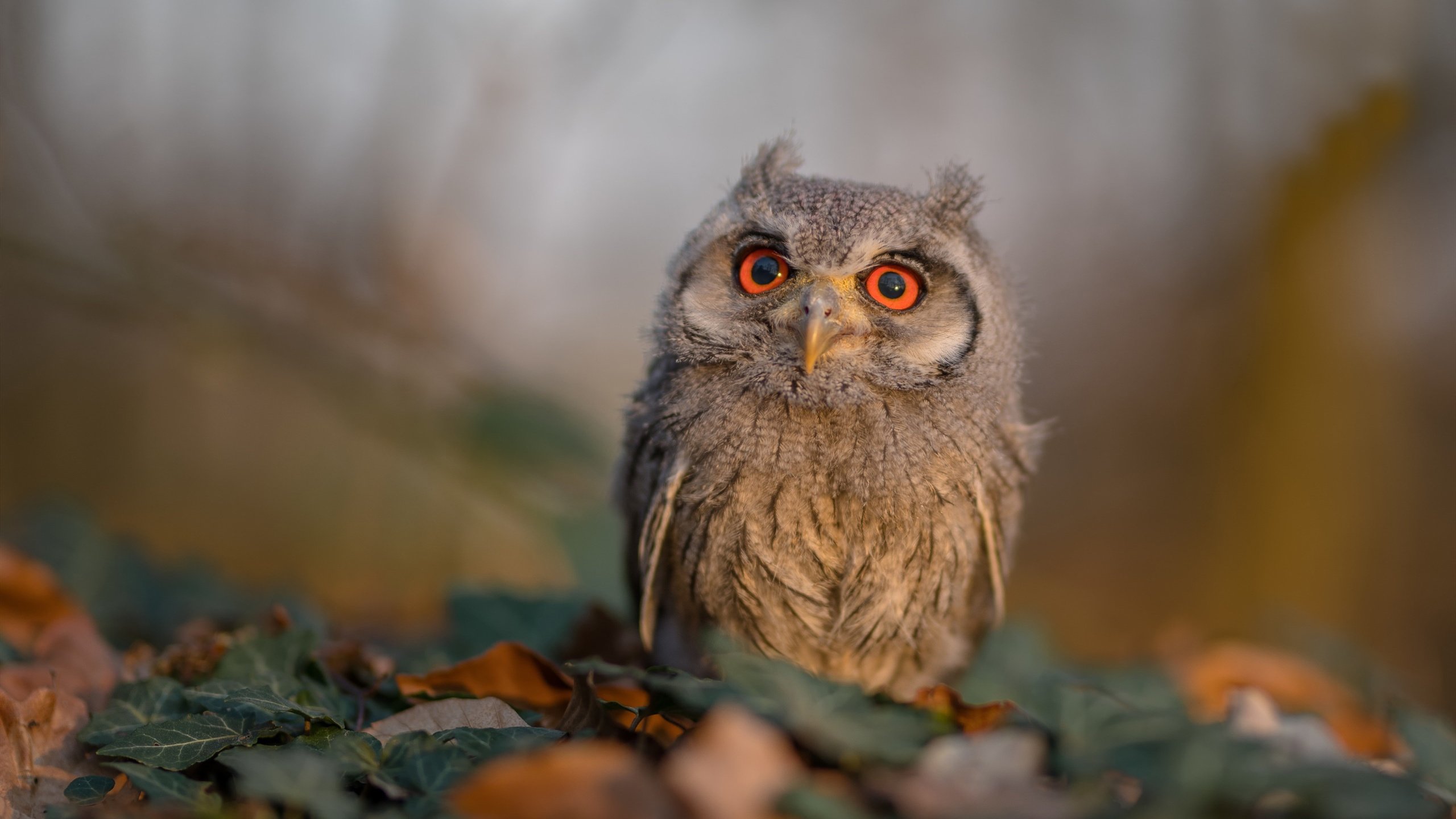 塞尔·拉恩：全黑队外线的“终结者”，突破防线后精准的得分能力无可匹敌