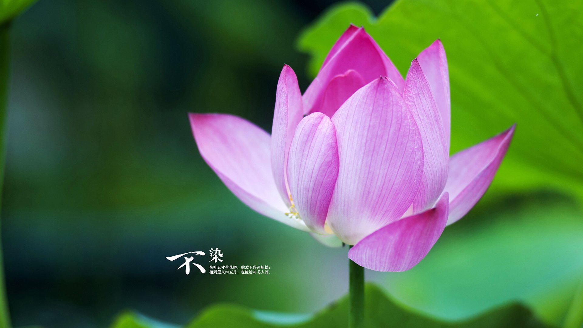 奇才核心回归全队状态明显提升，奇才队成员名单