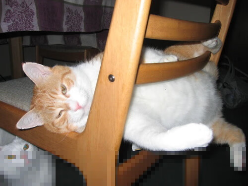 朱婷赛场动作精准展现高水平,朱婷最精彩的一场比赛视频